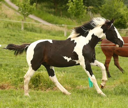 Breeding Stallions